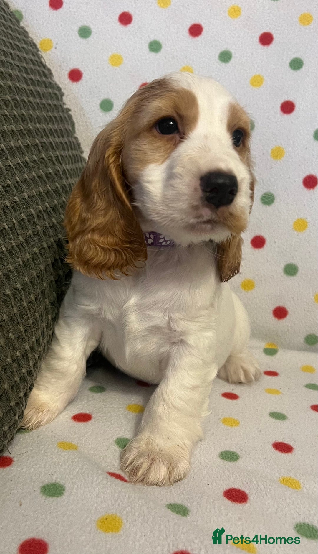 Cocker Spaniel dogs for sale: Show cocker spaniels  - Advert 15