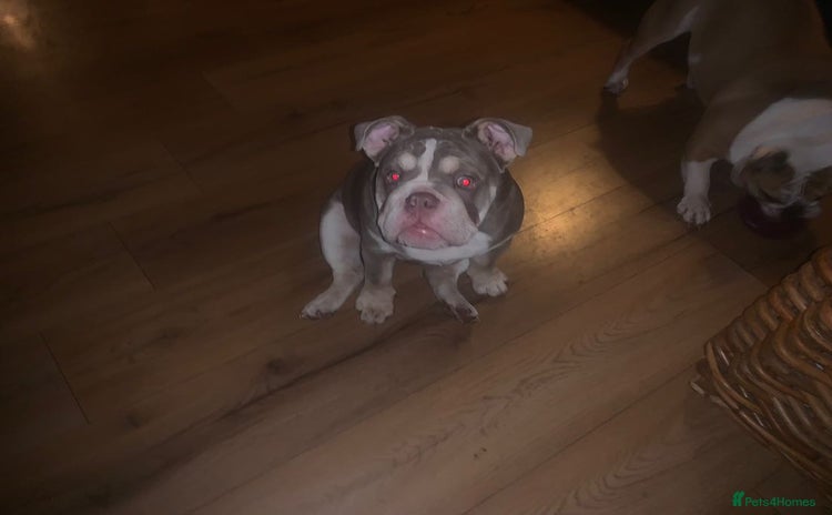English Bulldog dogs - Advert 1