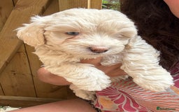 Maltipoo dogs for sale: 🌟 RARE COLOURED MALTIPOO PUPPIES 🌟 - Image 7