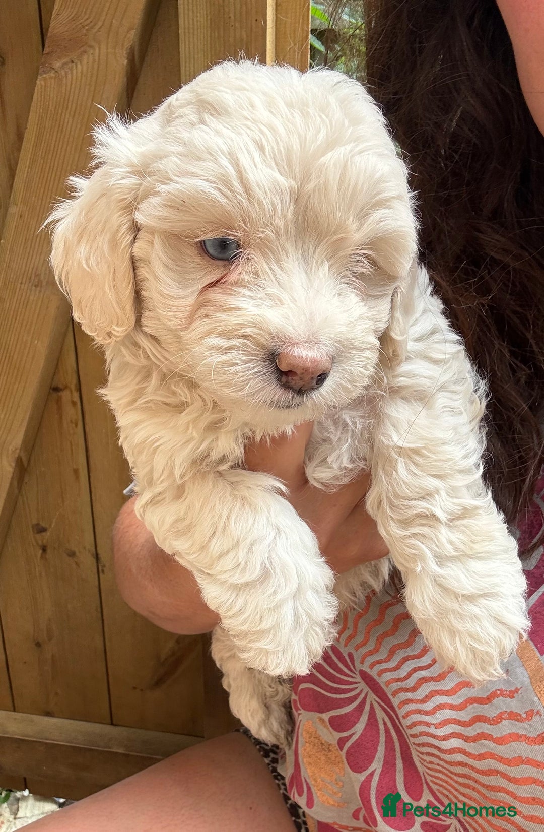 Maltipoo dogs for sale: 🌟 RARE COLOURED MALTIPOO PUPPIES 🌟 - Image 7