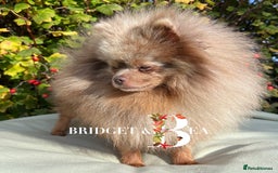 Pomeranian dogs for sale: Lilac & tan Merle boy - Image 2