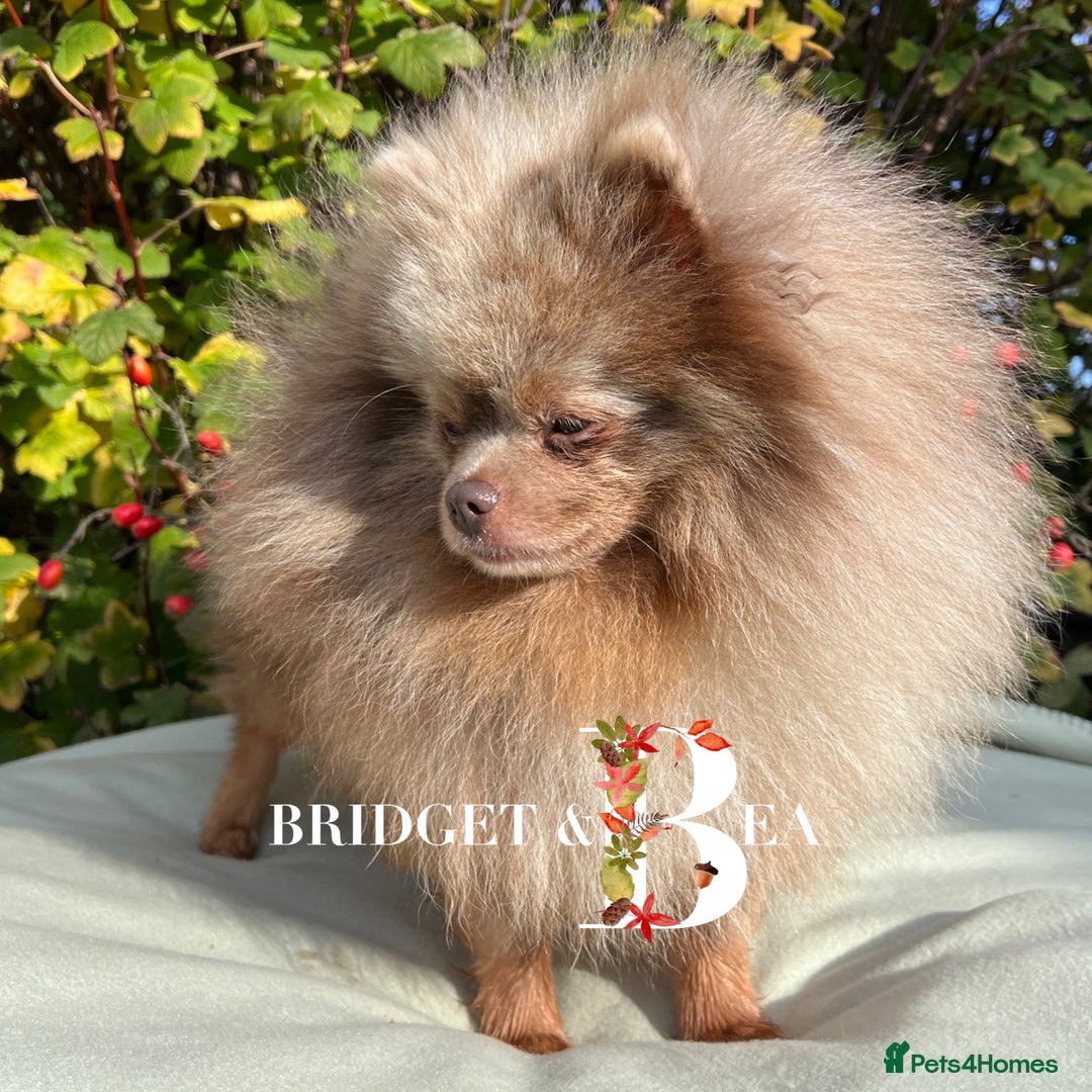 Pomeranian dogs for sale: Lilac & tan Merle boy - Image 2
