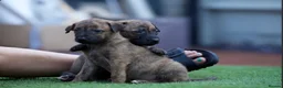 Mixed Breed dogs for sale: German sheppard X staffie cross puppies  - Advert 9