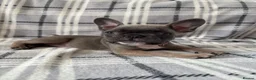 French Bulldog dogs for sale: Ready now 3 boys left parents fully health tested  - Advert 15