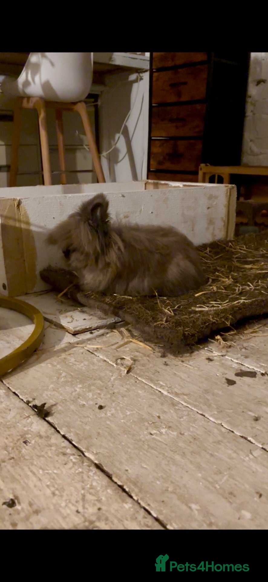 Lionhead rabbits Lion head rabbit  - Advert 2