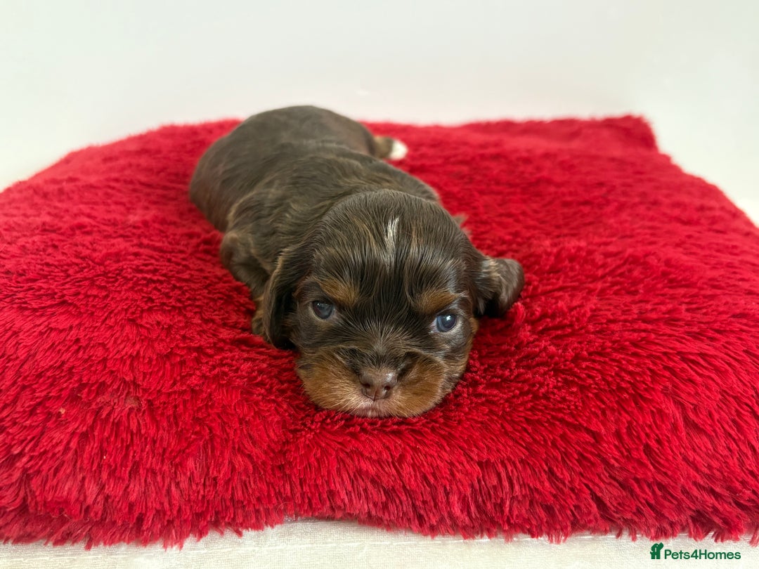Cavalier King Charles Spaniel dogs for sale: Kc & health tested ckcs puppies - Advert 12