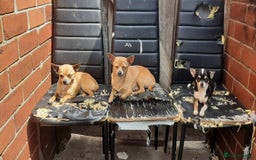 Chihuahua dogs for sale: Chihuahua for sale - Image 2