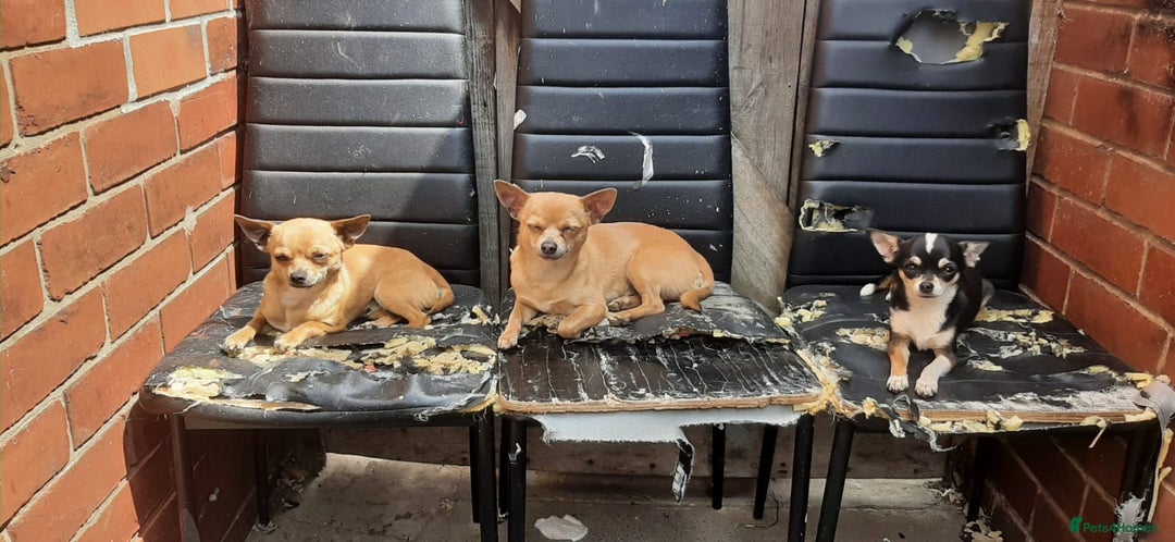 Chihuahua dogs for sale: Chihuahua for sale - Image 2