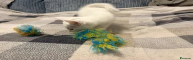 Ragdoll Cross Male