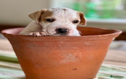 Pointer dogs for sale: KC reg Pointer Puppies - Image 12