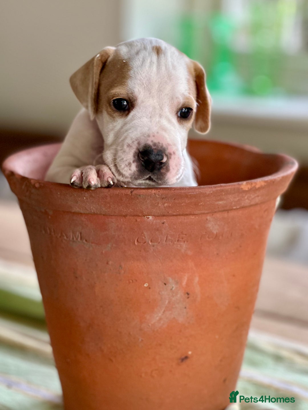 Pointer dogs for sale: KC reg Pointer Puppies - Image 12