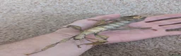 Stick Insects invertebrates for sale: Macleays Spectre/Giant Prickly Stick Insect Eggs - Advert 8
