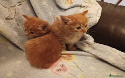 Somali cats for sale: 4 somali kittens. ready from 27.10 - Image 6