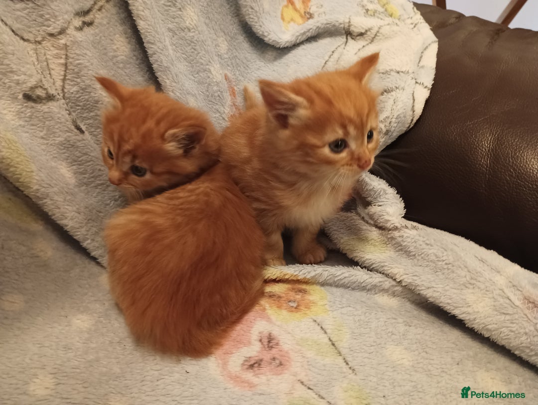 Somali cats for sale: 4 somali kittens. ready from 27.10 - Image 6