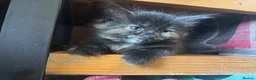 British Shorthair cats for sale: Adorable Kittens Looking for Loving Homes - Advert 3