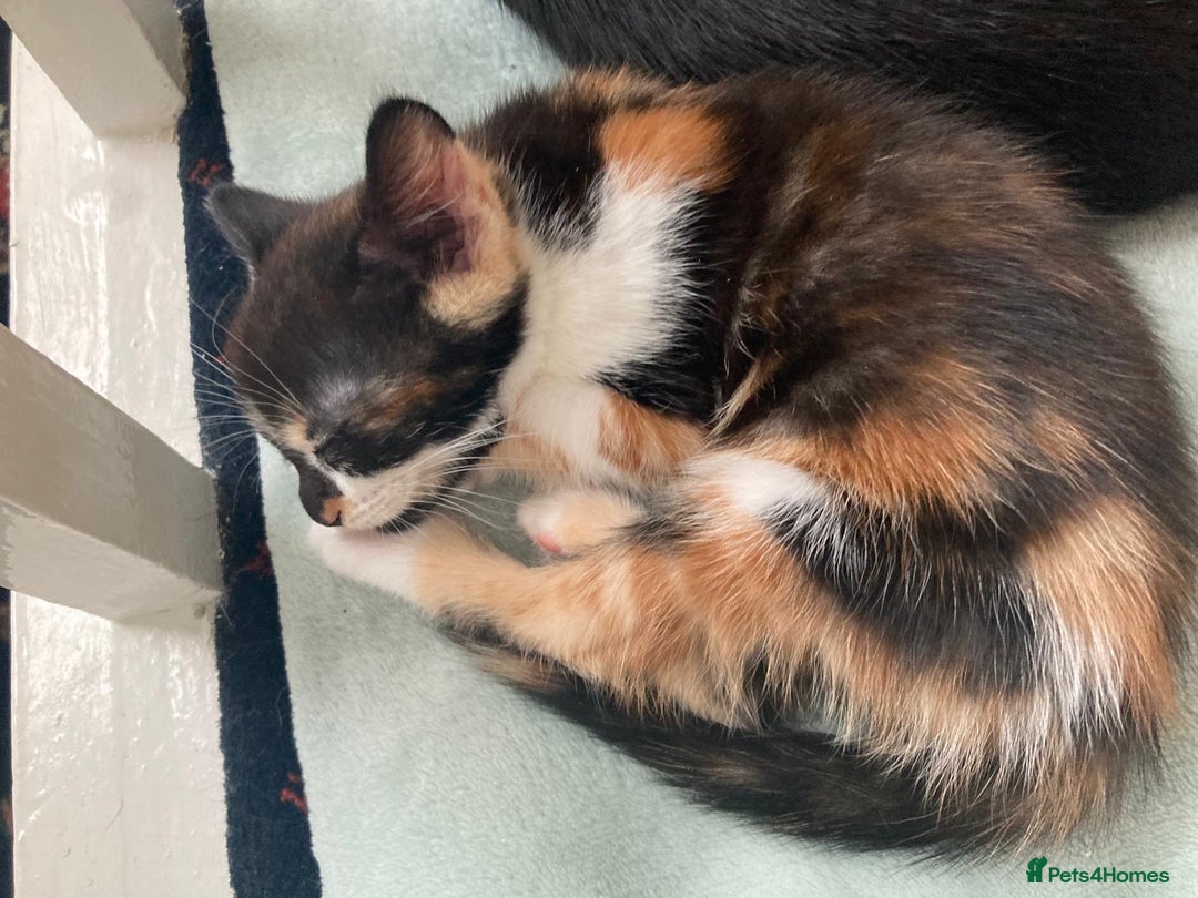 Mixed Breed cats for sale: Kittens ready now  - Advert 9