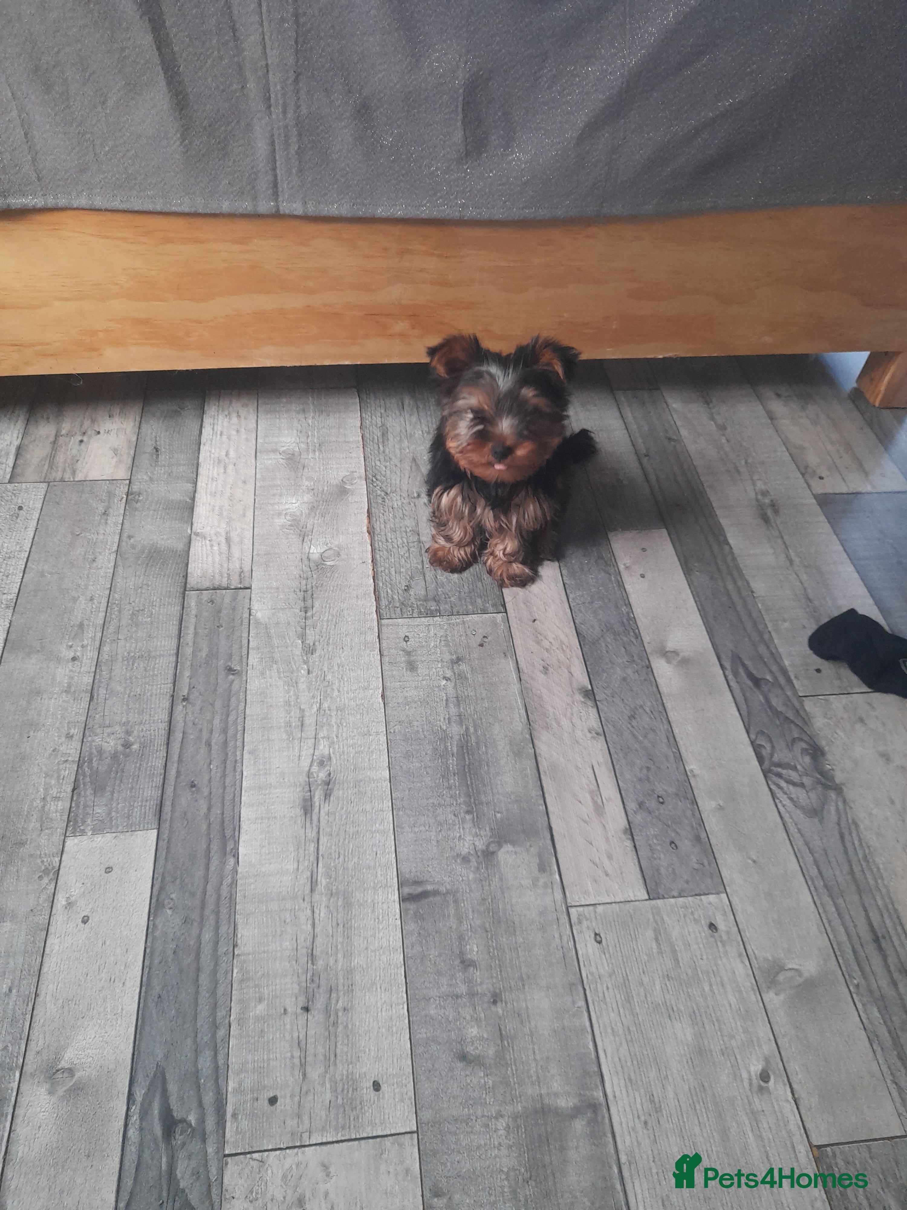 Yorkshire Terrier dogs Puppy Yorkshire terrier - Advert 1