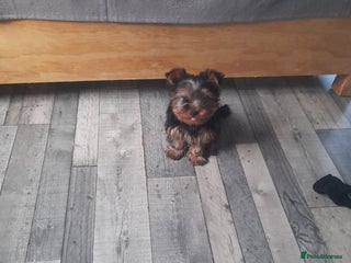 Yorkshire Terrier dogs Puppy Yorkshire terrier - Advert 5