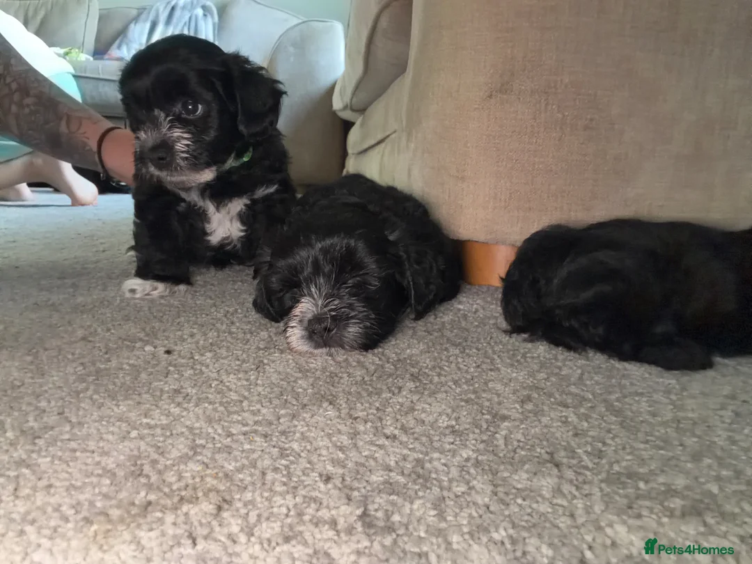 Mixed Breed dogs for sale: 2 males left - Advert 2