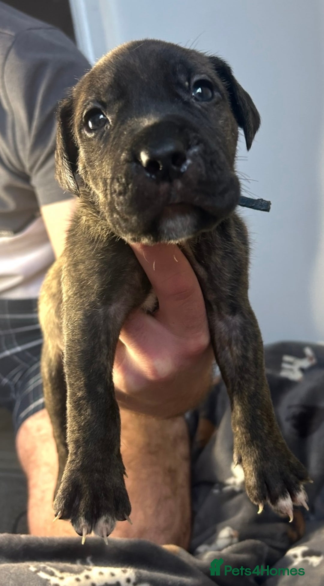 Mixed Breed dogs for sale: mastiff pups🐾 - Advert 10