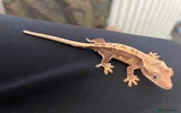 Gecko reptiles for sale: Crested geckos adults and baby’s  - Image 15
