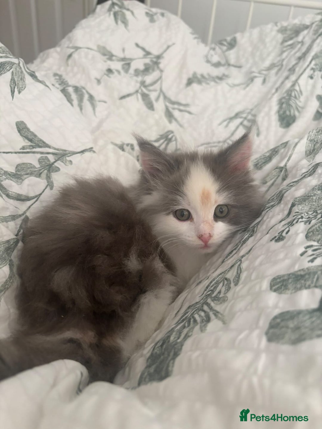 Ragdoll cats for sale: 4 maincoon x ragdoll kittens - Advert 12