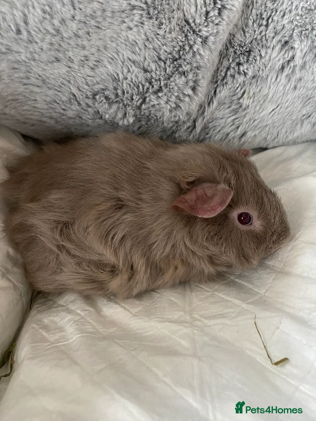 Guinea Pig rodents for sale: C&C cage and Guinea pigs - Advert 5