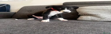 Mixed Breed 1