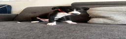 Mixed Breed dogs for sale: Lurcher/Saluki Cross - Advert 4