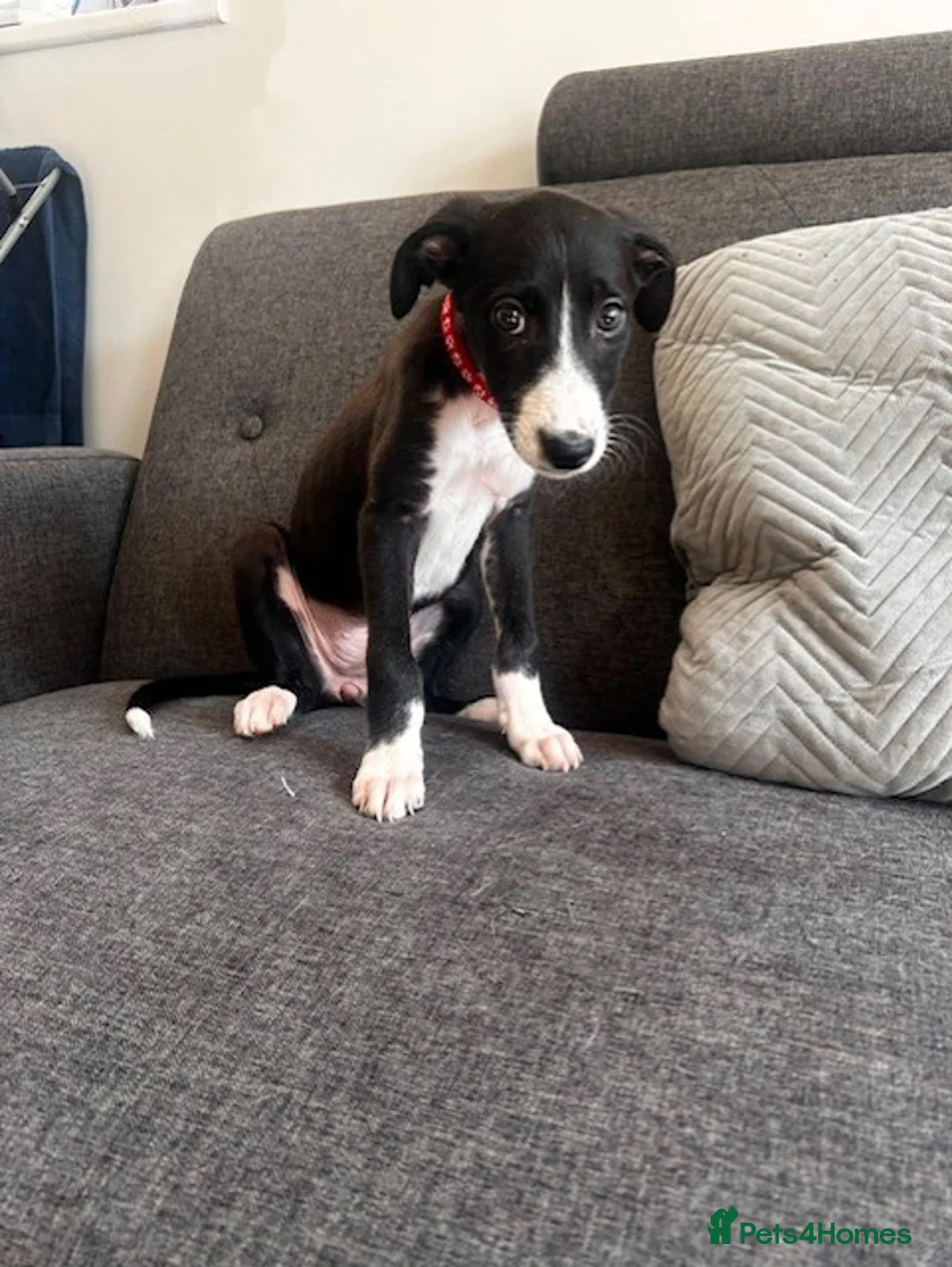 Mixed Breed dogs for sale: Lurcher/Saluki Cross - Advert 4