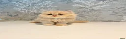 Persian cats for sale: Beautiful Long-Haired Persian Kittens - PKD neg - Advert 3