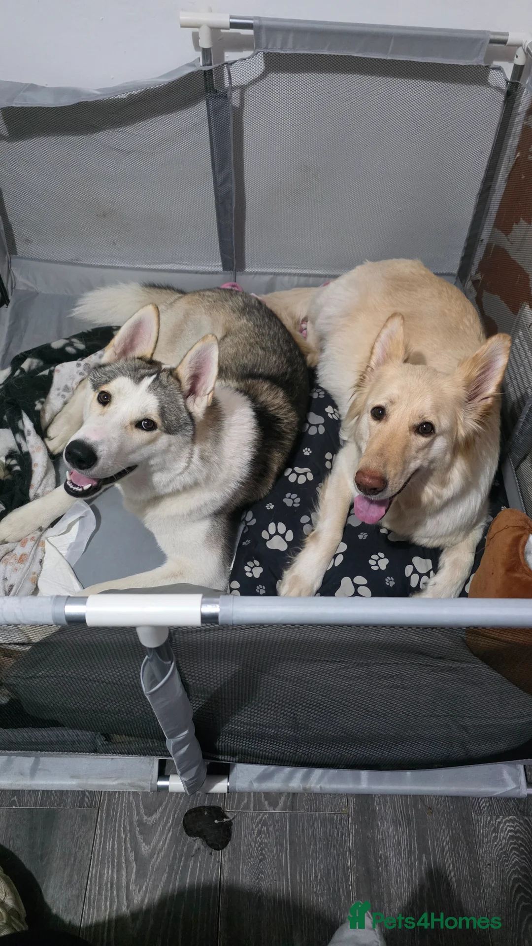 Shepsky dogs for sale: Shepsky pups - Advert 2
