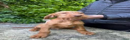 Hungarian Vizsla dogs for sale: Wire haired HungarianVizsla Puppies - Advert 4