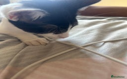 Mixed Breed cats for sale: boy kitten for sale - Image 6