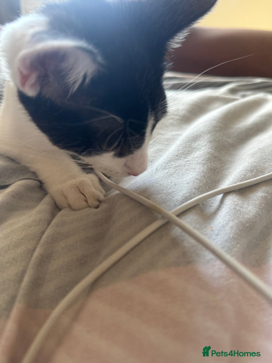 Mixed Breed cats for sale: boy kitten for sale - Image 6
