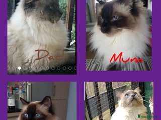 Ragdoll cats Ragdoll 4 girls 💗💗💗💗 - Advert 13