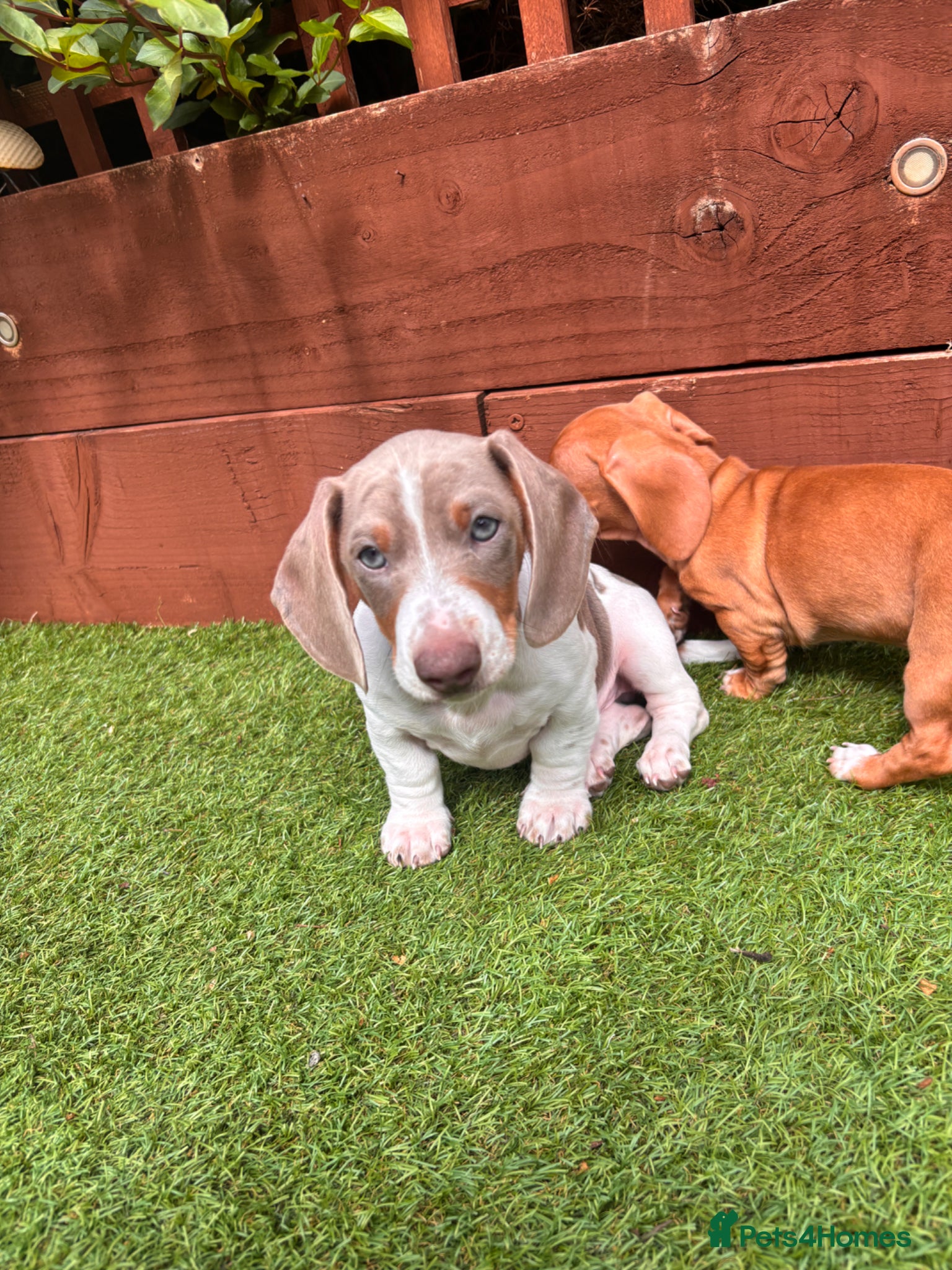 Dachshund dogs for sale: Dachshund Piebald puppy SOLD - Advert 7