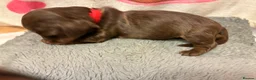 Miniature Dachshund dogs for sale: Long haired Miniature Dachshunds - Advert 13