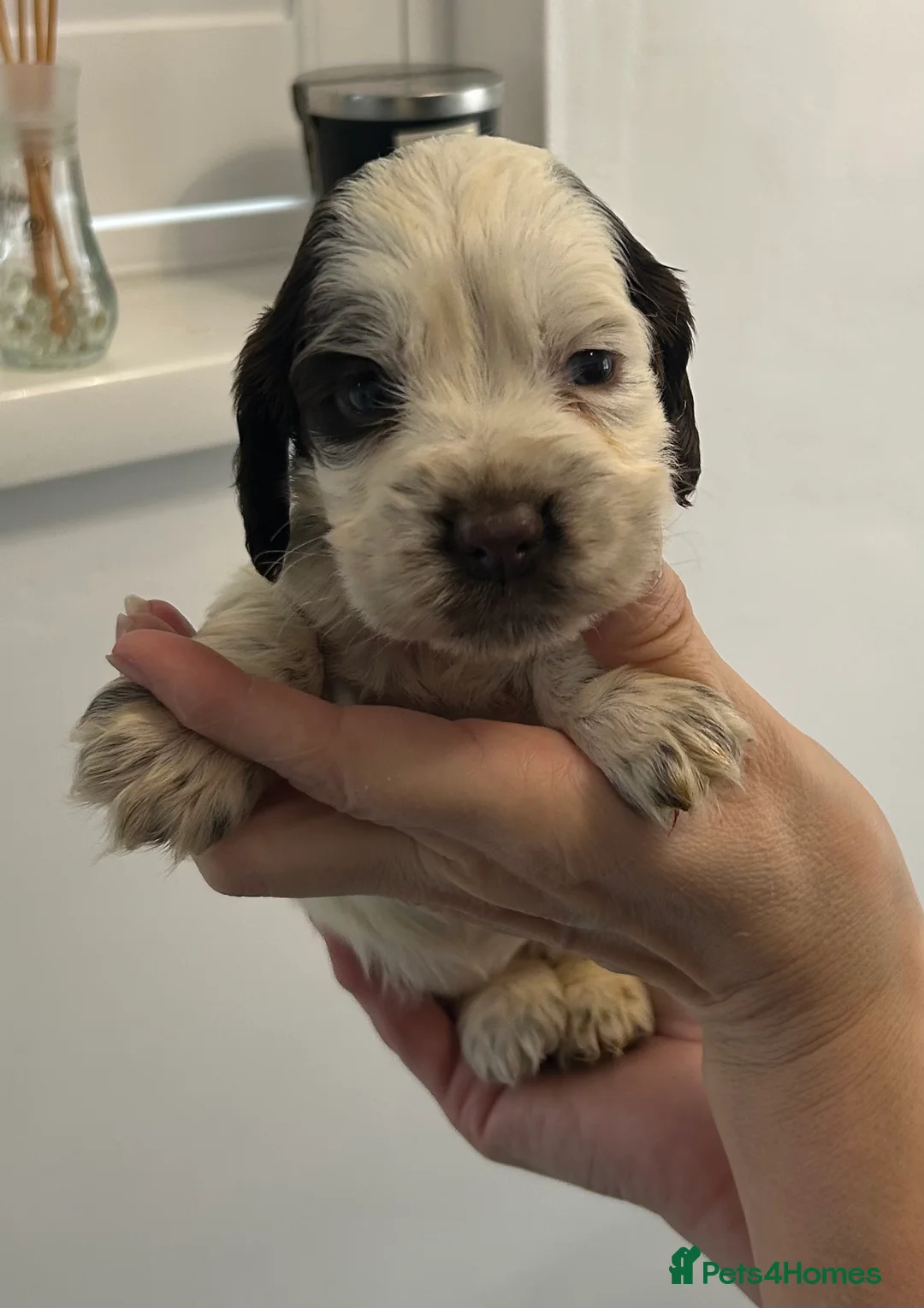 Cocker Spaniel dogs for sale: Beautiful cocker spaniel puppies  - Advert 10