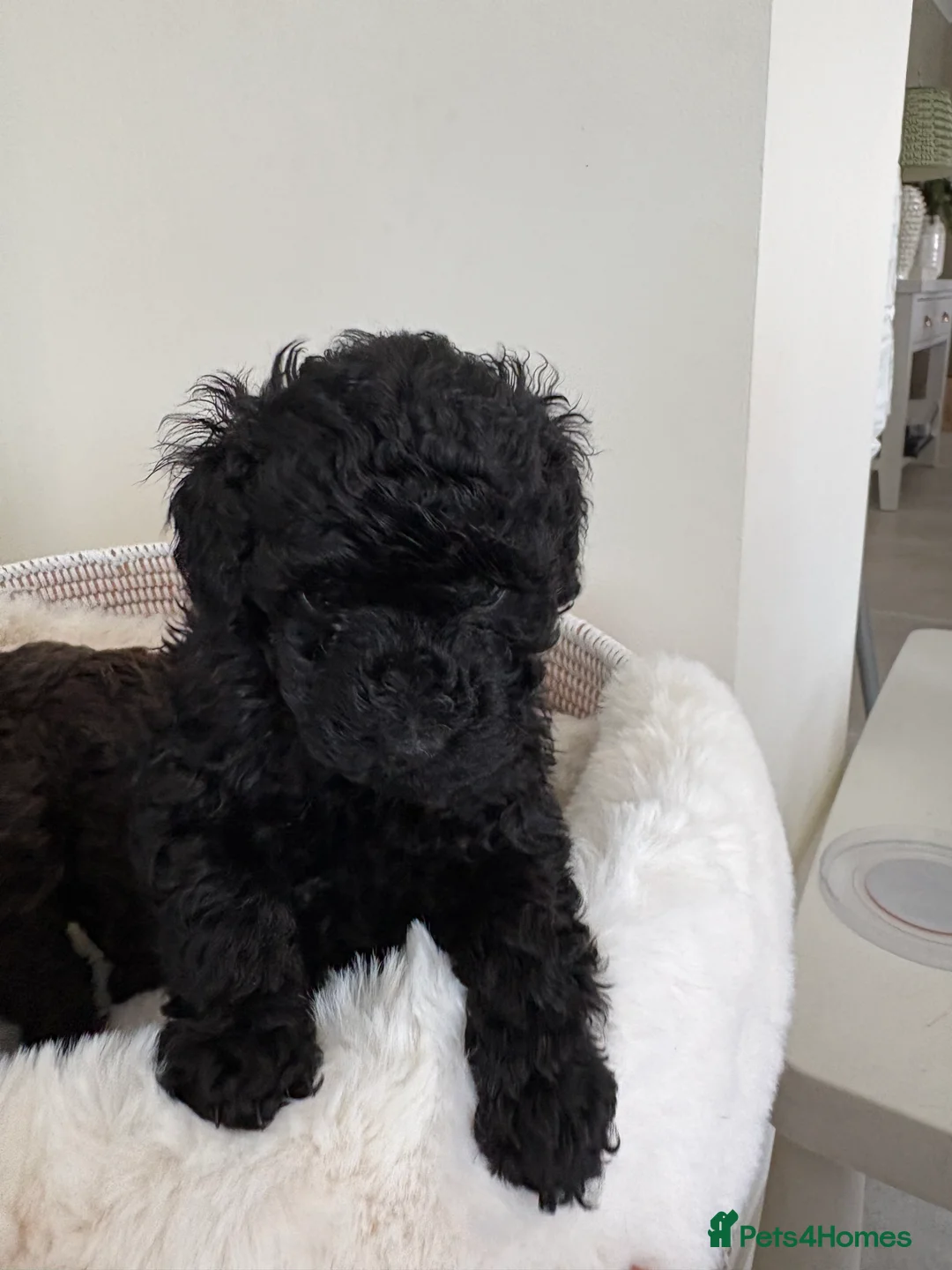 Miniature Poodle dogs for sale: Three miniature poodle puppies  - Advert 2