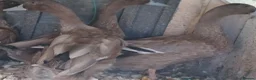 Ducks poultry for sale: Khaki Campbells, 1 duck, 4 drakes, pricing in ad - Advert 3