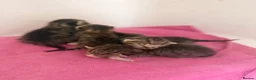 British Shorthair cats for sale: Beautiful British shorthair kittens  - Advert 2