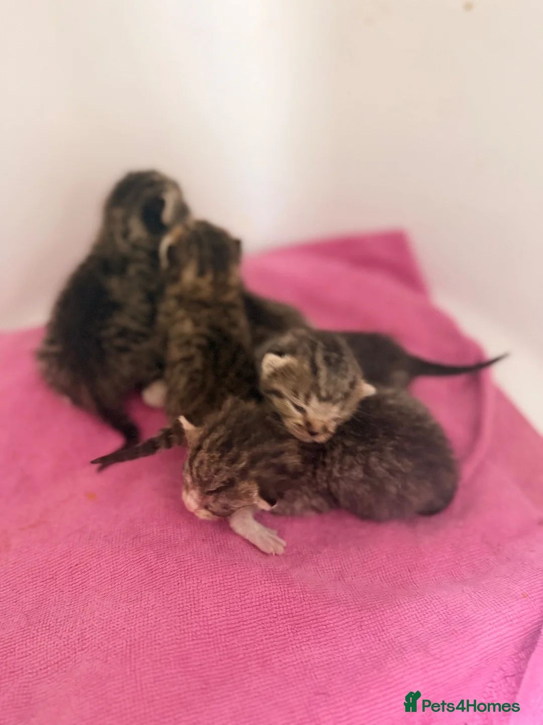 British Shorthair cats for sale: Beautiful British shorthair kittens  - Advert 2