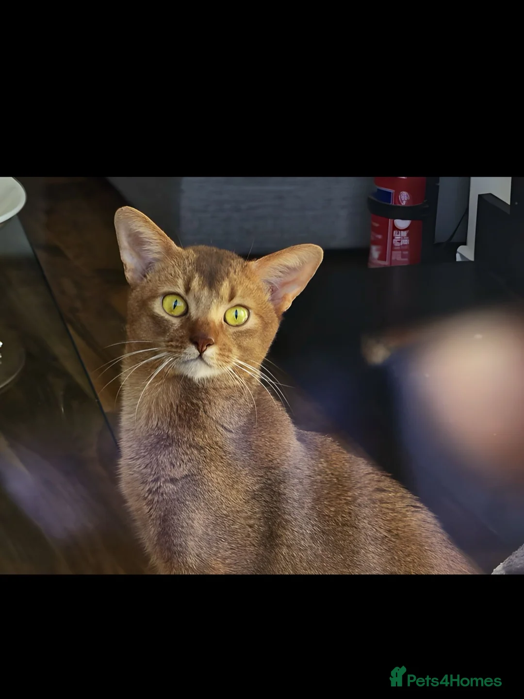 Abyssinian cats for stud: ☆Abyssinian Cat for stud-Sorrel colour ☆ in Northampton - Advert 3