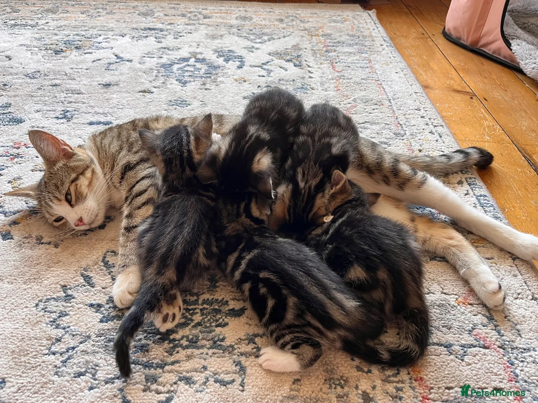 Mixed Breed cats for sale: 5 Beautiful Tabby Kittens for sale ❤️❤️ - Advert 14