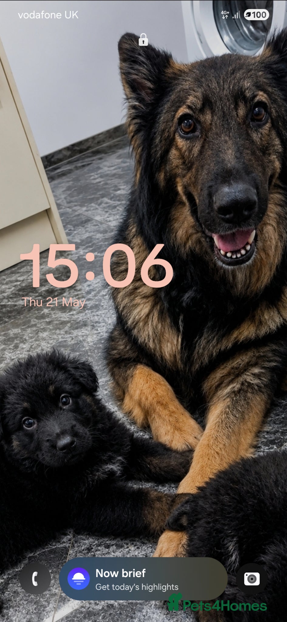German Shepherd dogs 8 weeks old gsd (female)  - Advert 1