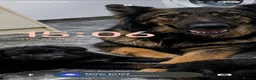 German Shepherd dogs for sale: 8 weeks old gsd (female)  - Advert 1