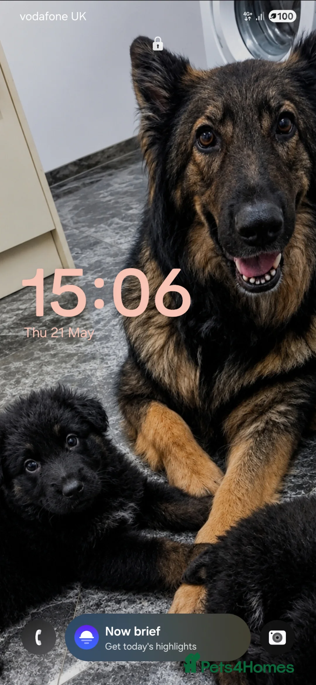 German Shepherd dogs for sale: 8 weeks old gsd (female)  - Advert 1