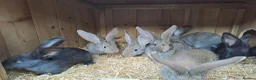 Continental Giant rabbits for sale: 10KG, Brc, show quality kits. MASSIVE  - Advert 6