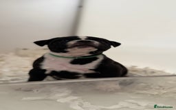 Staffordshire Bull Terrier dogs for sale: Outstanding KC blue gene carriers - Image 30